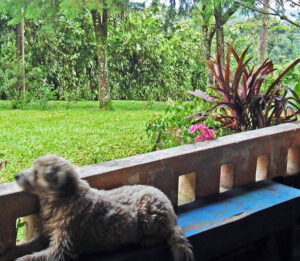 Dog on porch
