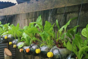 Hanging lettuce garden