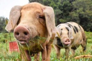 Pigs